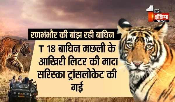 VIDEO: बाघों में 'जीन' पूल को बढ़ाने की उठी मांग, अभी तक सात बाघिन नहीं कर सकी बच्चे पैदा, देखिए ये खास रिपोर्ट 